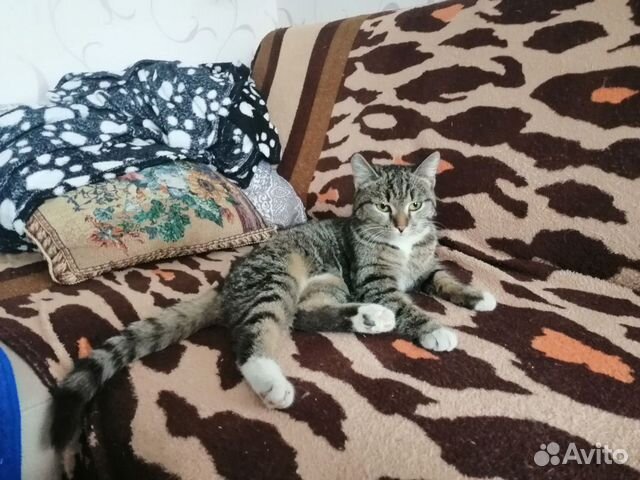 Кошка