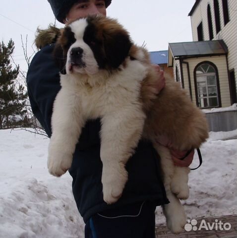 Продаётся щенок породы сенбернар купить на Зозу.ру - фотография № 2