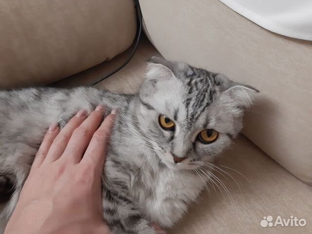 Продам кошку купить на Зозу.ру - фотография № 2