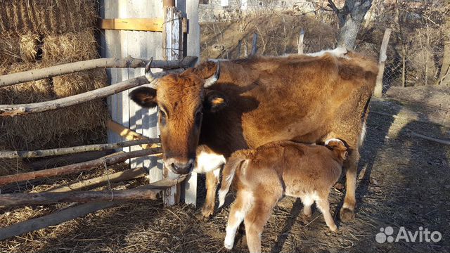 Корова и бычок купить на Зозу.ру - фотография № 2