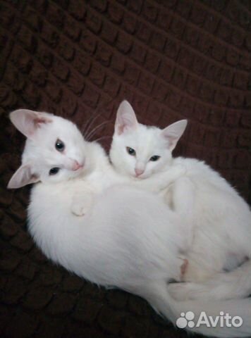Котята красивые белые краткошерстные купить на Зозу.ру - фотография № 4