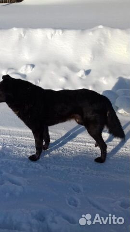 Найдена собака черной окраски купить на Зозу.ру - фотография № 3