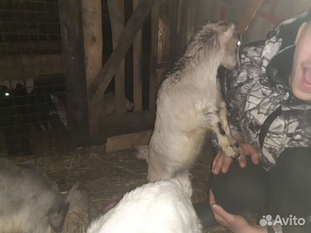 Козлята от чистопородных дойных коз купить на Зозу.ру - фотография № 3