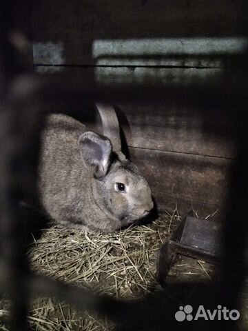 Кролик фландр купить на Зозу.ру - фотография № 8