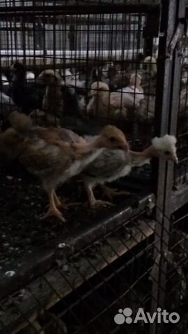 Домашние цыплята купить на Зозу.ру - фотография № 4