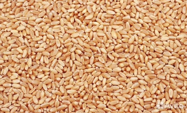 Пшеничное зерно купить на Зозу.ру - фотография № 1