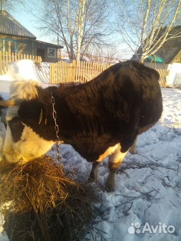 Продаётся корова стельная вторым телком цена 35000 купить на Зозу.ру - фотография № 3