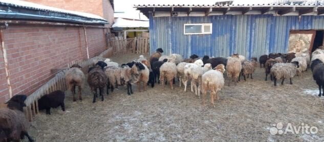 Бараны овцематки яркий 160 голов купить на Зозу.ру - фотография № 4