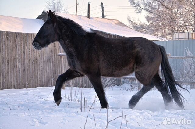 На продажу предлагается конь купить на Зозу.ру - фотография № 5