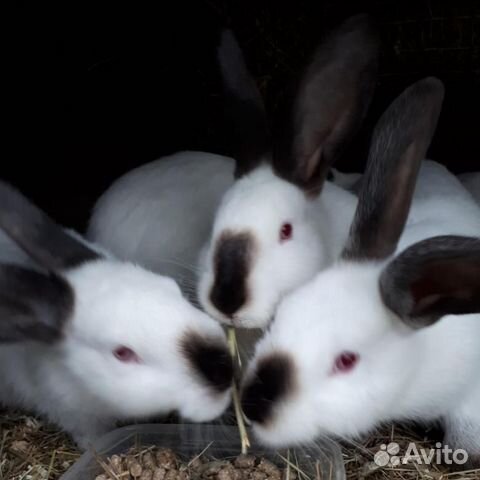 Кролики мясной породы (Хиколь), мясом и живым вес купить на Зозу.ру - фотография № 4