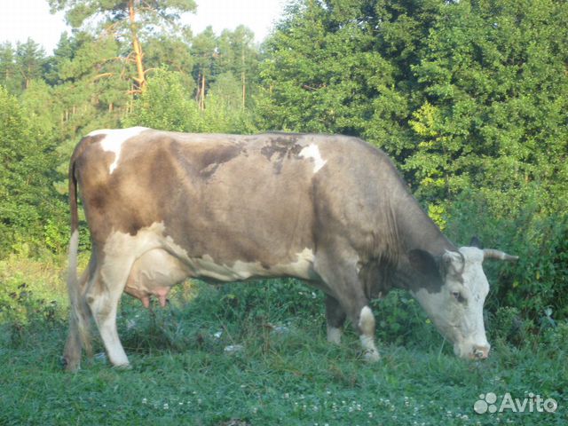 Купить Корову В Брянской Области