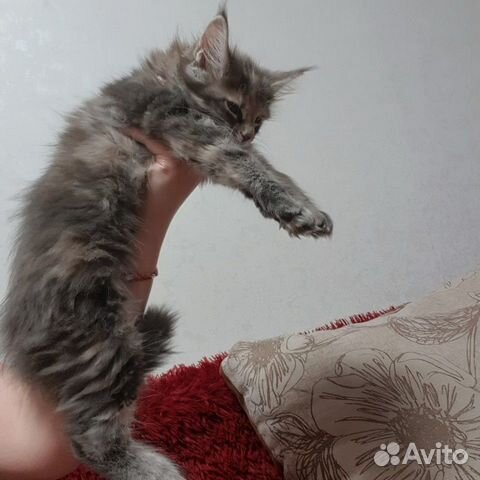 Котята мейн-кун купить на Зозу.ру - фотография № 3