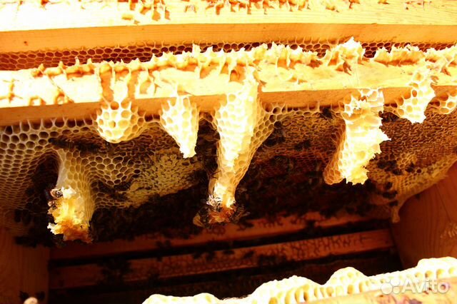 Пчёлы, пчелосемьи, отводки-пчелопакеты купить на Зозу.ру - фотография № 2