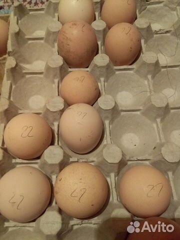 Инкубационное яйцо индюшки и индоутки купить на Зозу.ру - фотография № 6