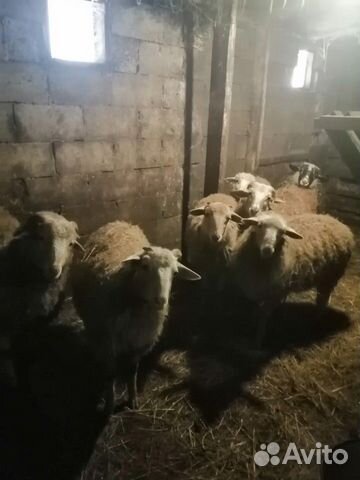 Овцы, барнчики купить на Зозу.ру - фотография № 2