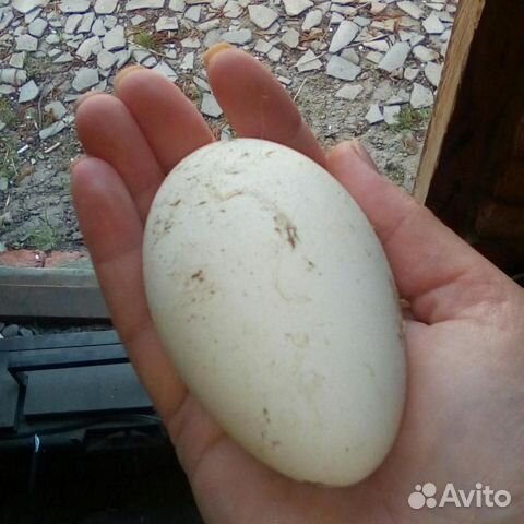 Инкубационное гусиное яйцо купить на Зозу.ру - фотография № 4