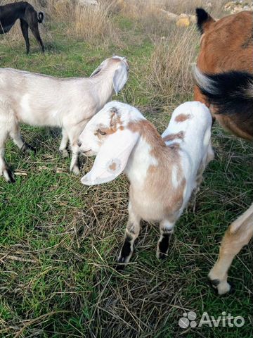 Нубийские козы купить на Зозу.ру - фотография № 9