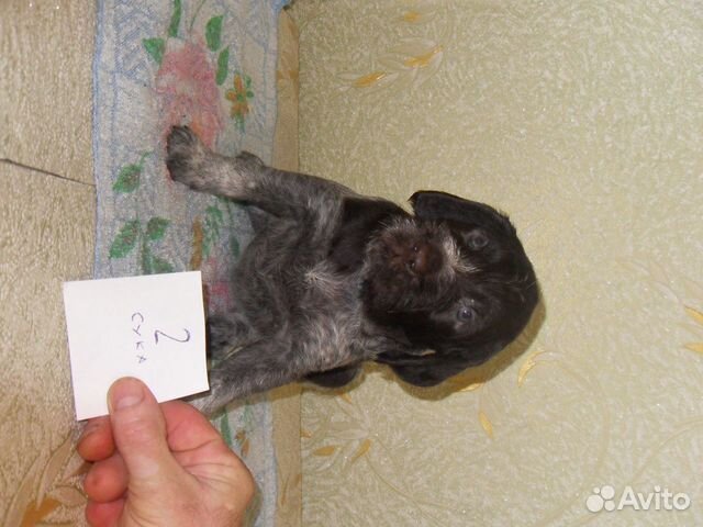 Дратхаар щенки купить на Зозу.ру - фотография № 6