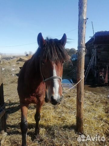 Лошадь Жеребец 3 года спокойно. (рос 160) обмен на купить на Зозу.ру - фотография № 8