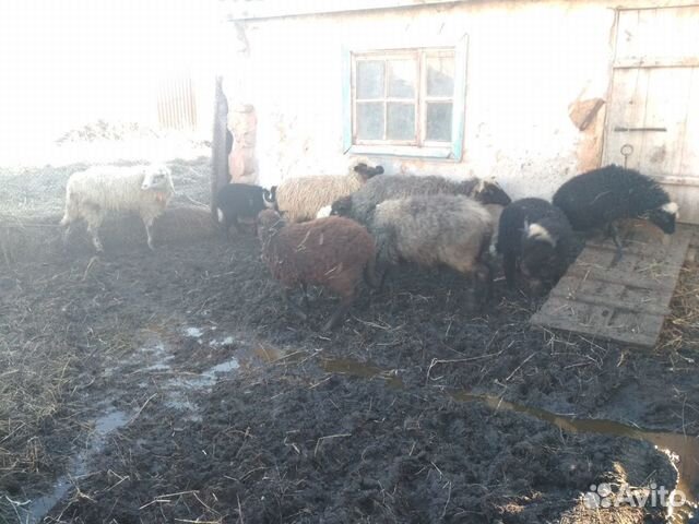 Продам овец с ягнятами купить на Зозу.ру - фотография № 2