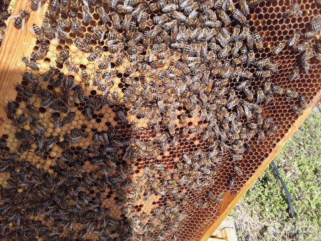 Пчелопакеты, пчеломатки купить на Зозу.ру - фотография № 3