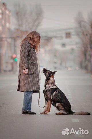 Дрессировка собак. Кинолог