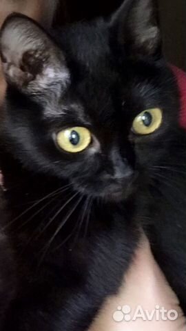 Родились котята редкой породы Бомбей-мини пантера