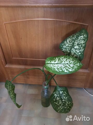 Диффенбахия Диффенбахия