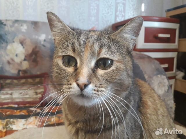 Самая лучшая кошка Лори, стерилизована