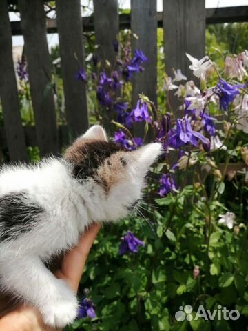 Котенок 2 месяца девочка