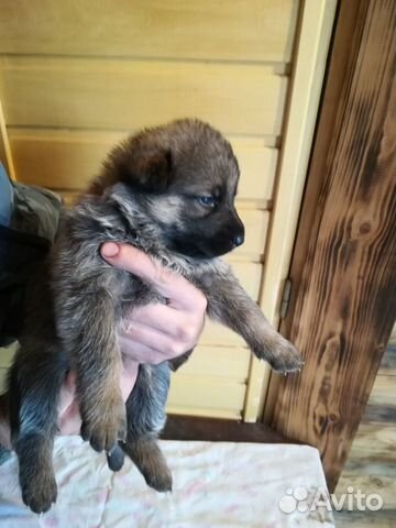 Puppies German shepherd 89130531982 buy 6