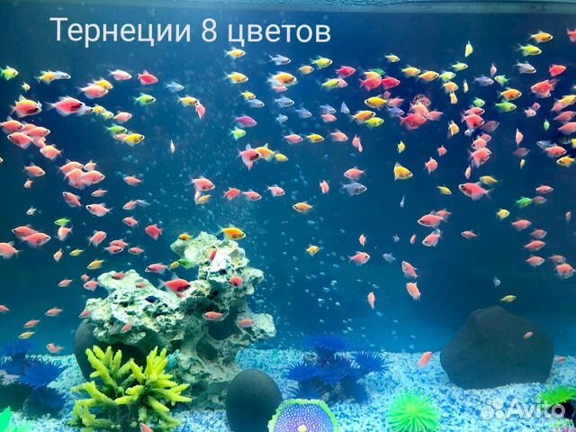 Аквариумные рыбки огромный выбор и доставка Аквариумные рыбки огромный выбор и доставка