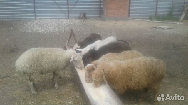 Овцы, бараны купить на Зозу.ру - фотография № 6