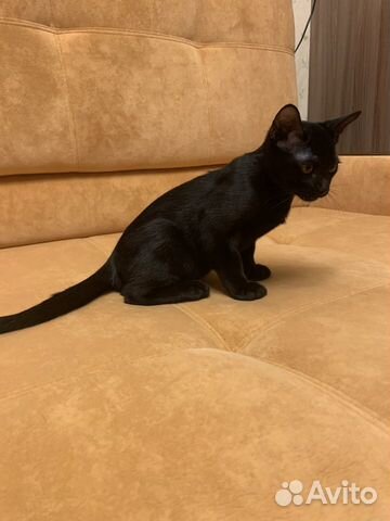 Бомбейский кот Бомбейский кот