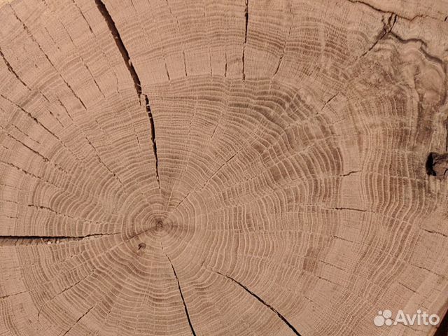 Спил дуба торцевой