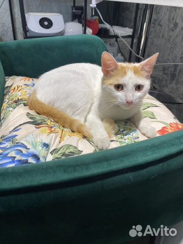 Кошка Кошка