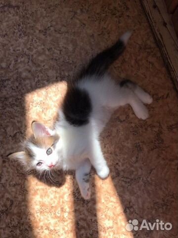 Котёнок Котёнок