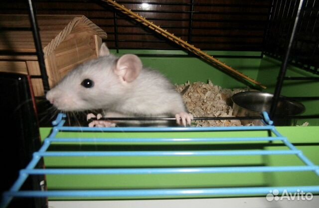 Передержка домашних питомцев