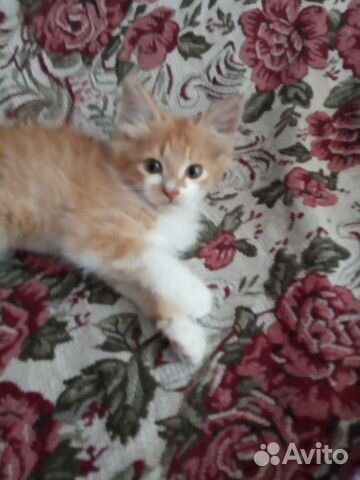Котята мальчики в добрые руки Котята мальчики в добрые руки