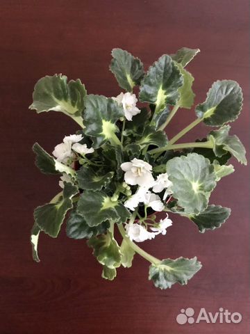 Фиалка в горшке