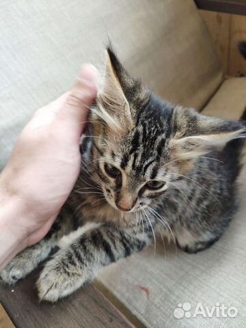 Котенка в добрые руки
