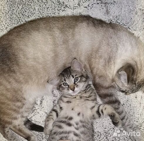 Котёнок в добрые руки