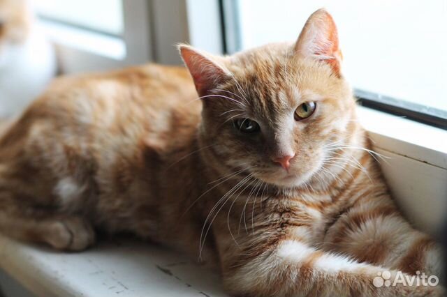 Ginger