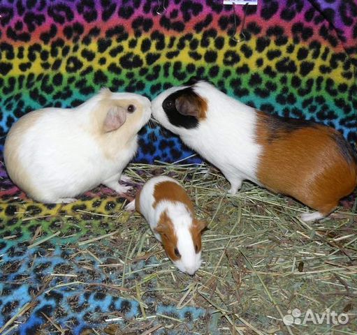 Малыши морские свинки