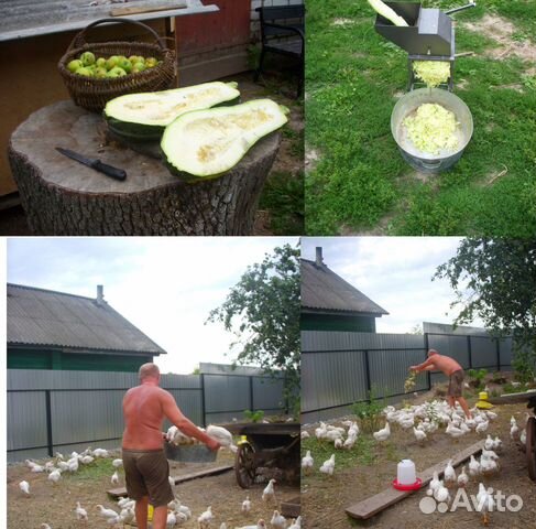 Мясо деревенской курицы, бройлер, утка, гусь, овощ