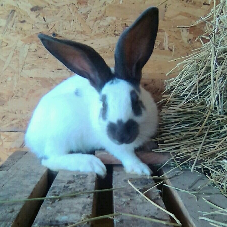 тамань краснодарский край. музей планета осликов. темрюк парк им куемжиева. фосса(мадагаскарский лев). темрюк животные.