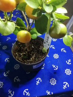 Мандариновое дерево