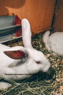 Кролики Белый Паннон (3 месяца)