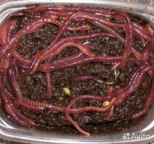 Черви для рыбалки