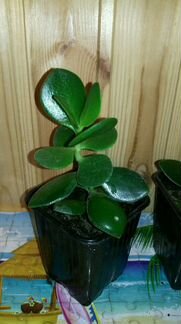 Денежное дерево (Толстянка) -домашний доктор